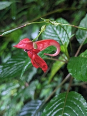 Impatiens fischeri (Impatiens fischeri)