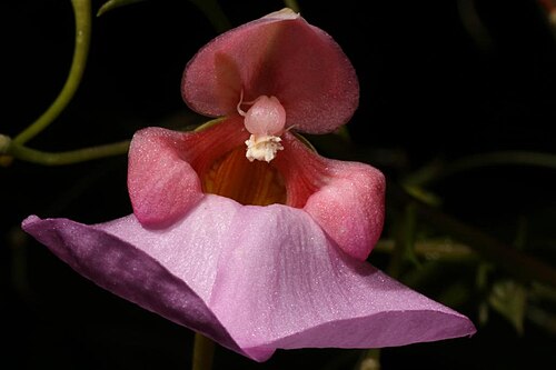 Mrs Flanagan's impatiens: Impatiens flanaganiae