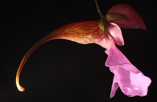 Mrs Flanagan's impatiens: Impatiens flanaganiae