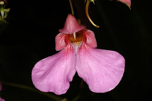 Mrs Flanagan's impatiens: Impatiens flanaganiae