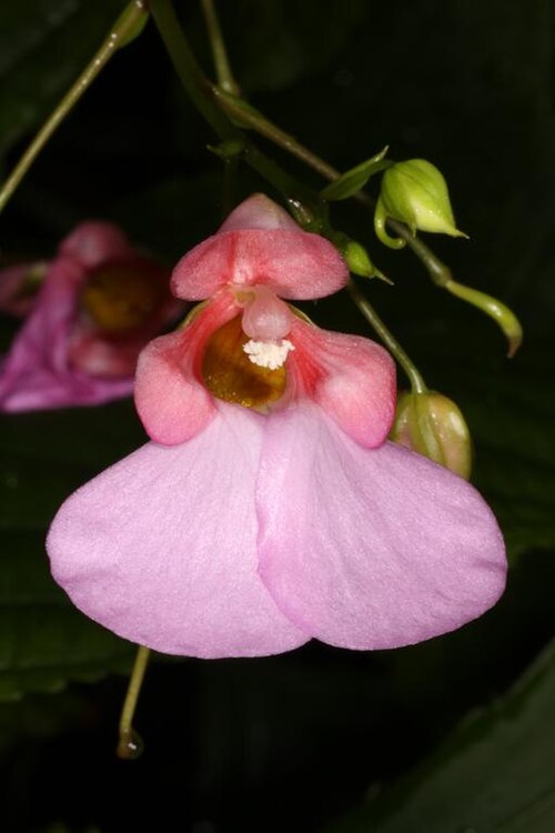 Mrs Flanagan's impatiens: Impatiens flanaganiae