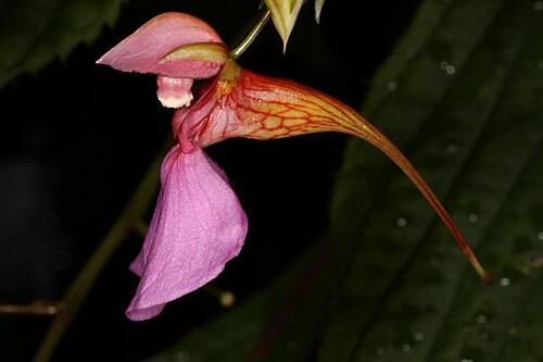 Mrs Flanagan's impatiens: Impatiens flanaganiae