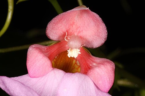 Mrs Flanagan's impatiens: Impatiens flanaganiae