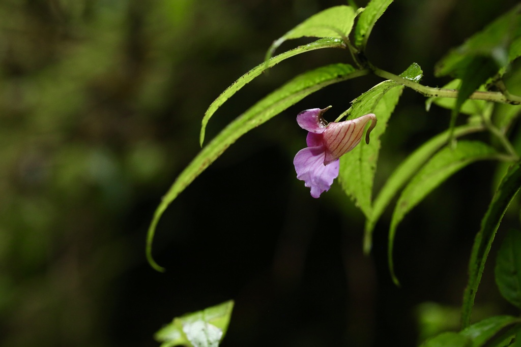Impatiens forrestii (Impatiens forrestii)