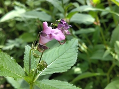 Impatiens fragicolor (Impatiens fragicolor)
