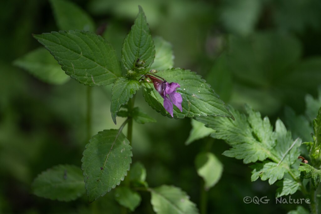 Impatiens fragicolor (Impatiens fragicolor)