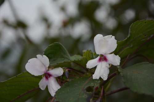 Impatiens fruticosa (Impatiens fruticosa)