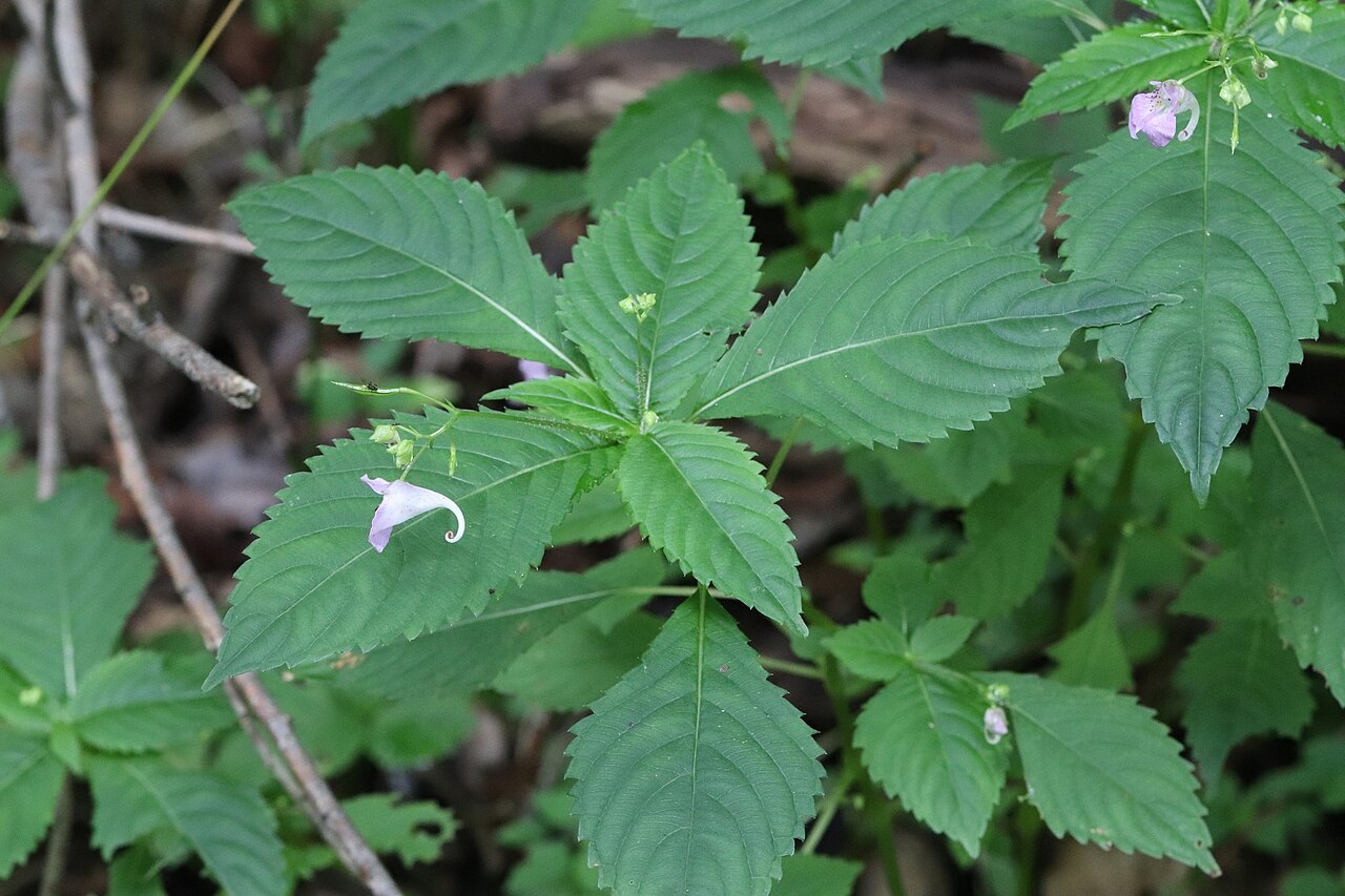 Impatiens furcillata: Impatiens furcillata