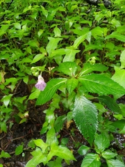 Impatiens furcillata (Impatiens furcillata)