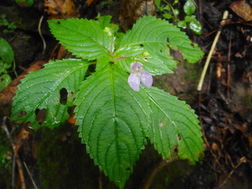 Impatiens furcillata (Impatiens furcillata)