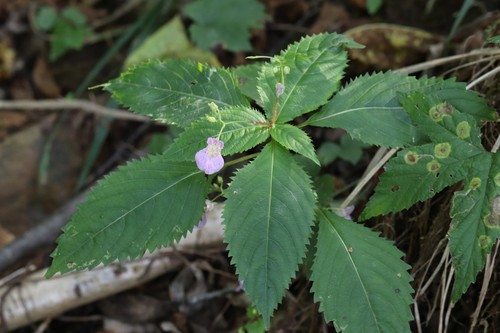 Impatiens furcillata (Impatiens furcillata)