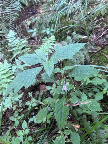 Impatiens furcillata (Impatiens furcillata)