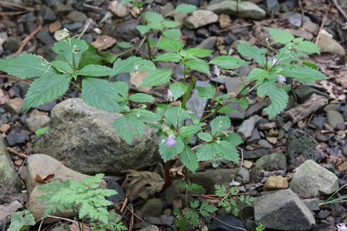Impatiens furcillata (Impatiens furcillata)
