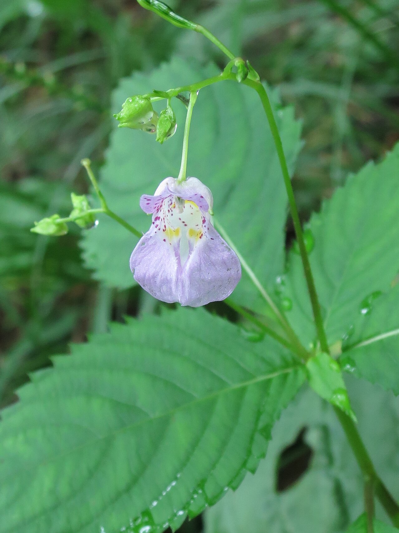 Impatiens furcillata: Impatiens furcillata
