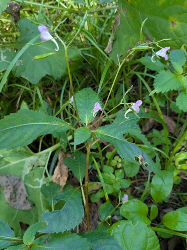 Impatiens furcillata (Impatiens furcillata)