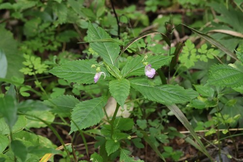 Impatiens furcillata (Impatiens furcillata)