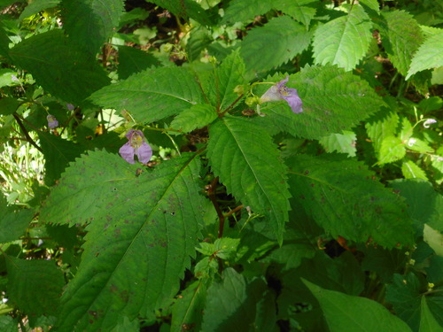 Impatiens furcillata (Impatiens furcillata)