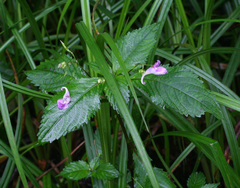 Impatiens furcillata (Impatiens furcillata)