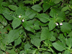 Impatiens furcillata (Impatiens furcillata)