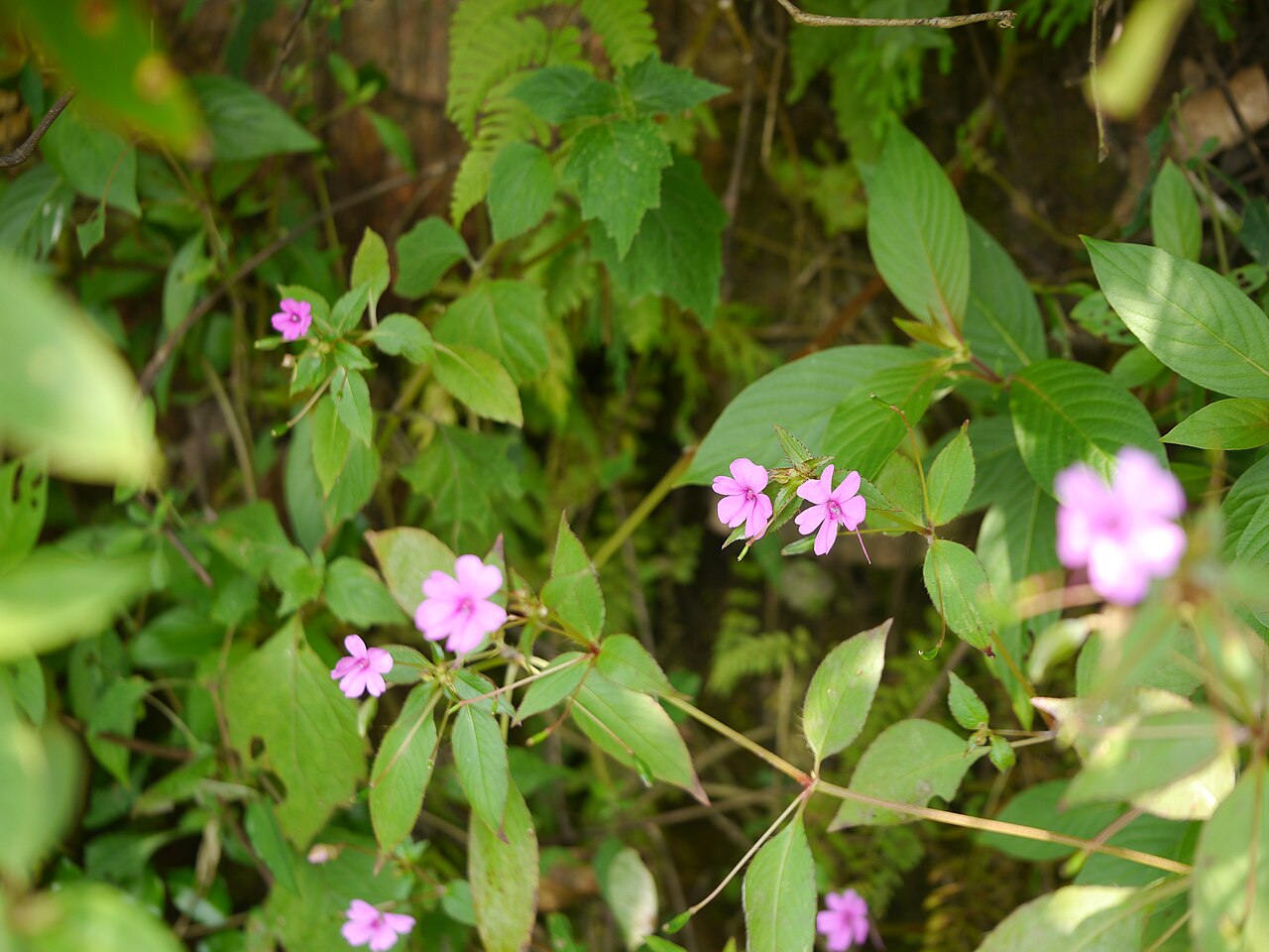 Impatiens gardneriana: Impatiens gardneriana Wight