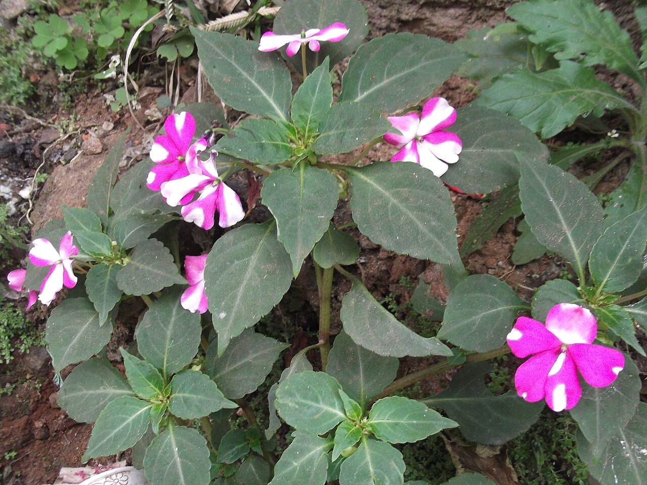Impatiens gardneriana: Annual herb,flowers double color.