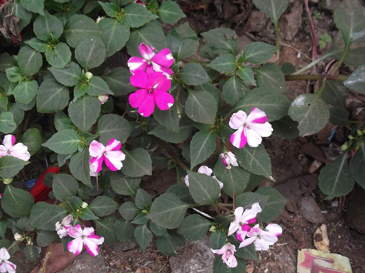 Impatiens gardneriana: Annual herb,flowers double color.