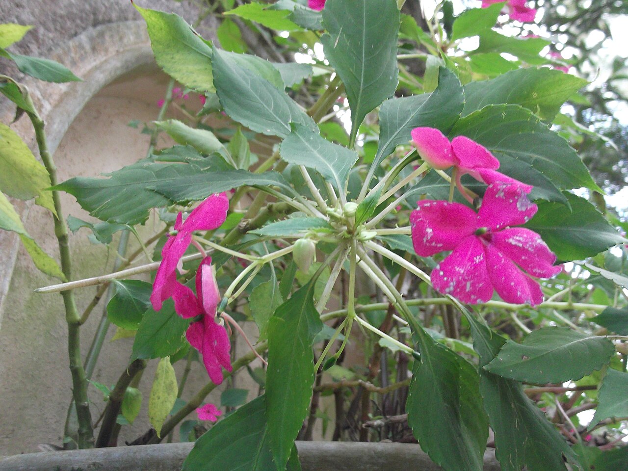 Impatiens gardneriana: Annual herb,soft fleshy stem,flowers redish purple.
