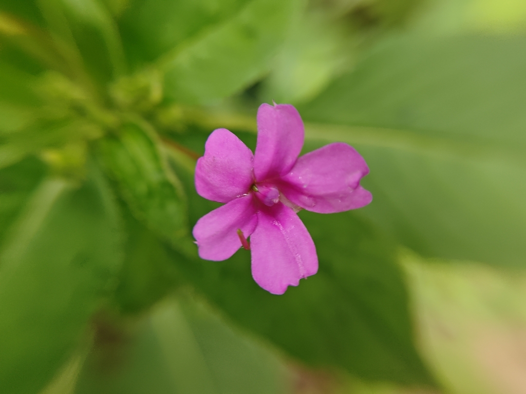 Impatiens gardneriana (Impatiens gardneriana)