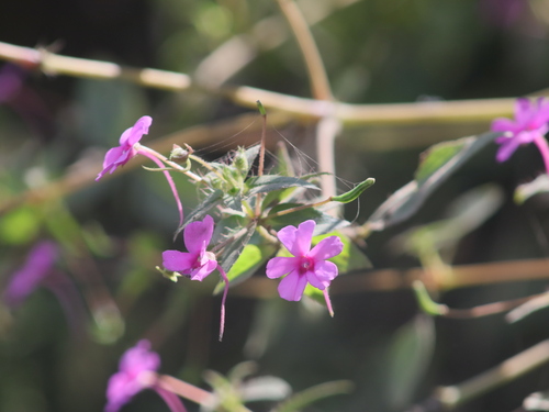 Impatiens gardneriana (Impatiens gardneriana)