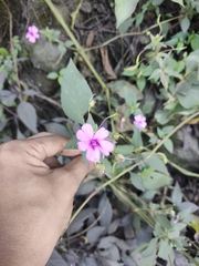 Impatiens gardneriana (Impatiens gardneriana)