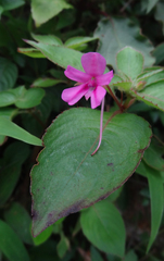 Impatiens gardneriana (Impatiens gardneriana)