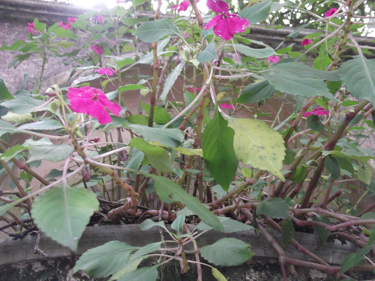 Impatiens gardneriana: Annual herb,soft fleshy stem,flowers redish purple.