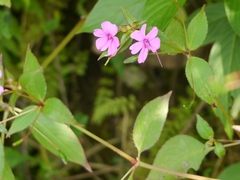 Impatiens gardneriana (Impatiens gardneriana)