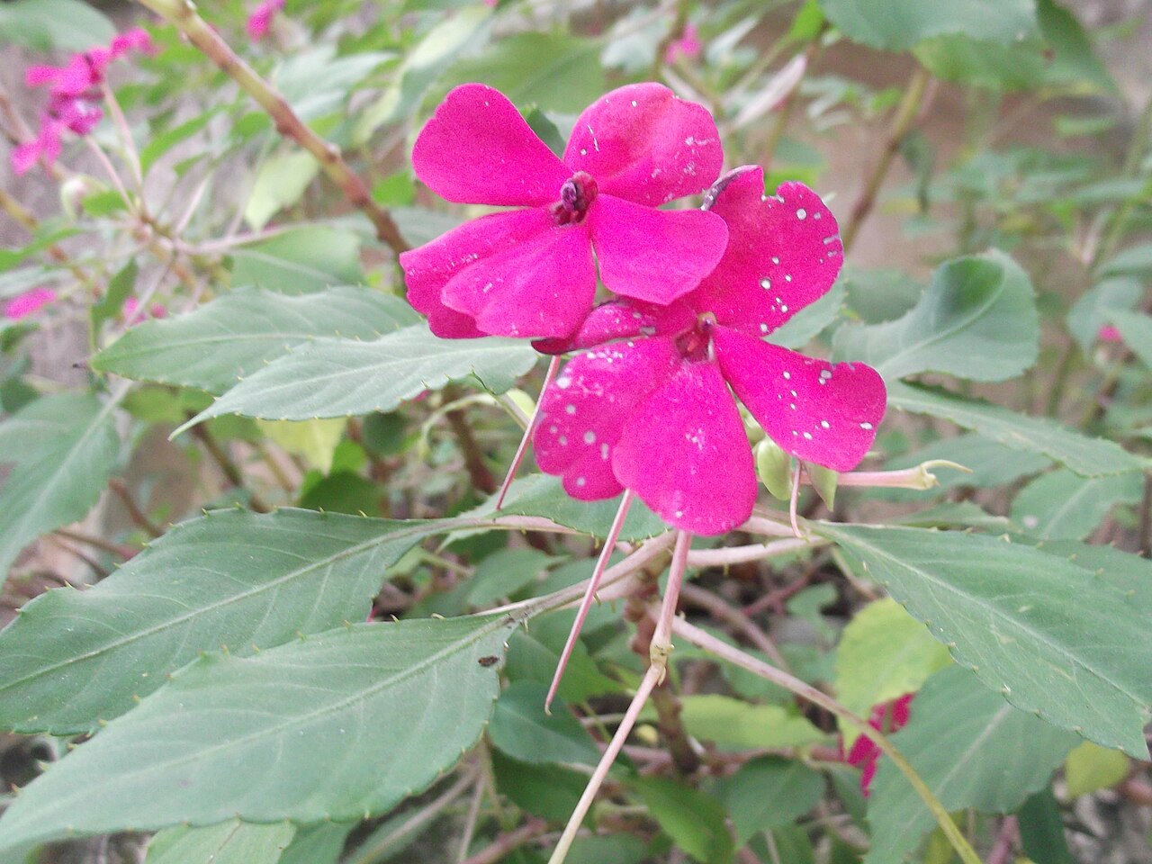 Impatiens gardneriana: Annual herb,soft fleshy stem,flowers redish purple.