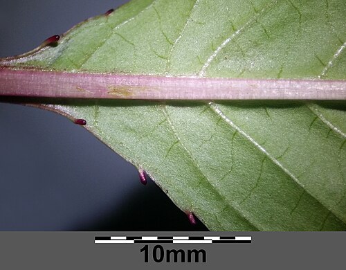 Himalayan balsam: Leaf base (underside) with glands Taxonym: Impatiens glandulifera ss Fischer et al. EfÖLS 2008 ISBN 978-3-85474-187-9 Location: Glockenberg E of Würnitz, distri