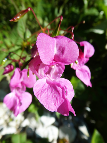 Himalayan balsam (Impatiens glandulifera)