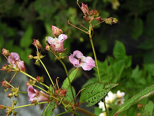 Himalayan balsam: Clicked at Andreta