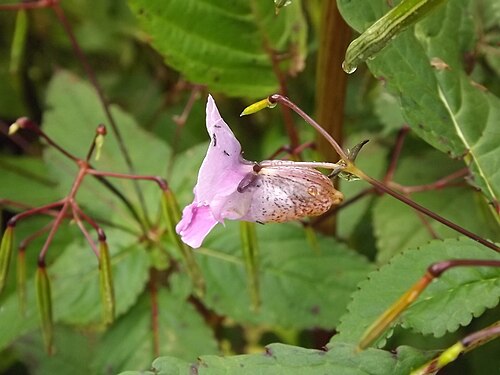 Himalayan balsam: valley of flowers