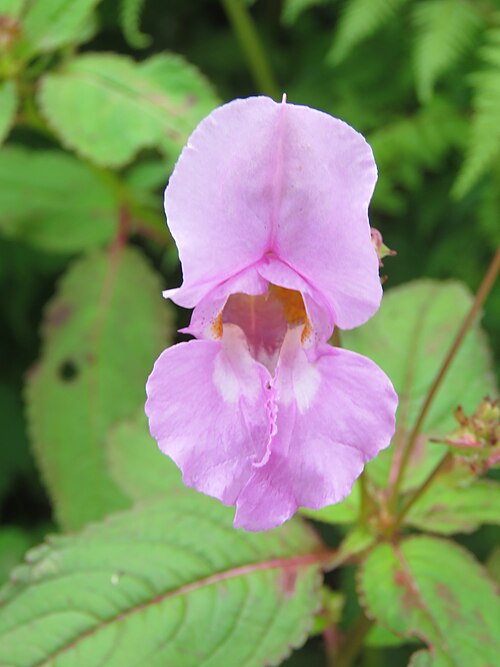 Himalayan balsam: Photos from Valley of Flowers trip during LGFC - VOF 2019