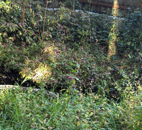 Himalayan balsam (Impatiens glandulifera)