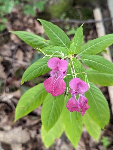 Himalayan balsam (Impatiens glandulifera)
