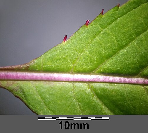 Himalayan balsam: Leaf base (upper side) with glands Taxonym: Impatiens glandulifera ss Fischer et al. EfÖLS 2008 ISBN 978-3-85474-187-9 Location: Glockenberg E of Würnitz, distr