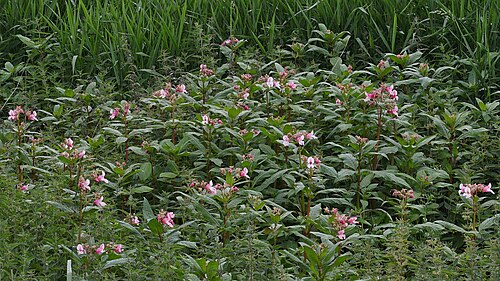Himalayan balsam: Himalayan Balsam (Kjempespringfrø) ( Impatiens glandulifera ) in Bodø, Norway.