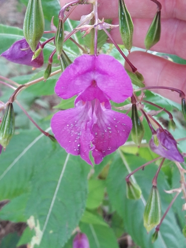 Himalayan balsam (Impatiens glandulifera)