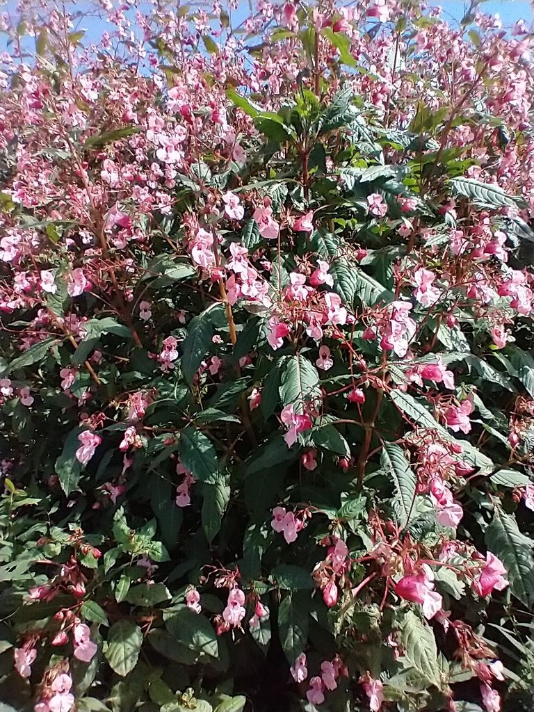 Himalayan balsam (Impatiens glandulifera)