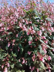 Himalayan balsam (Impatiens glandulifera)