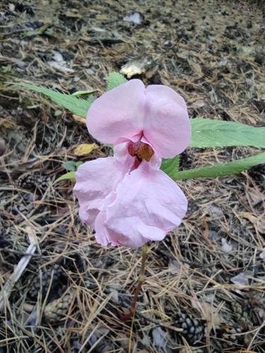 Himalayan balsam (Impatiens glandulifera)