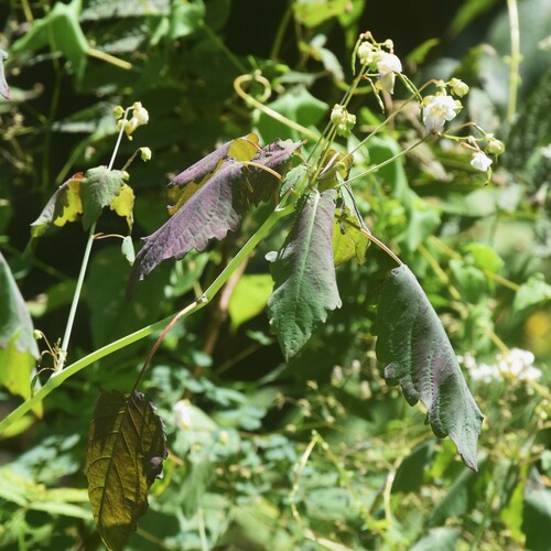 Impatiens glauca (Impatiens glauca)