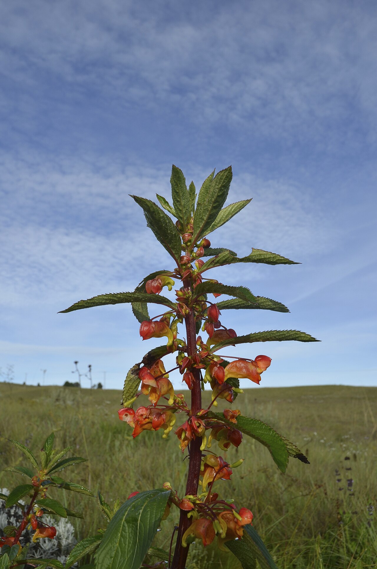 Impatiens gomphophylla: Picture taken in Kitulo National Park.