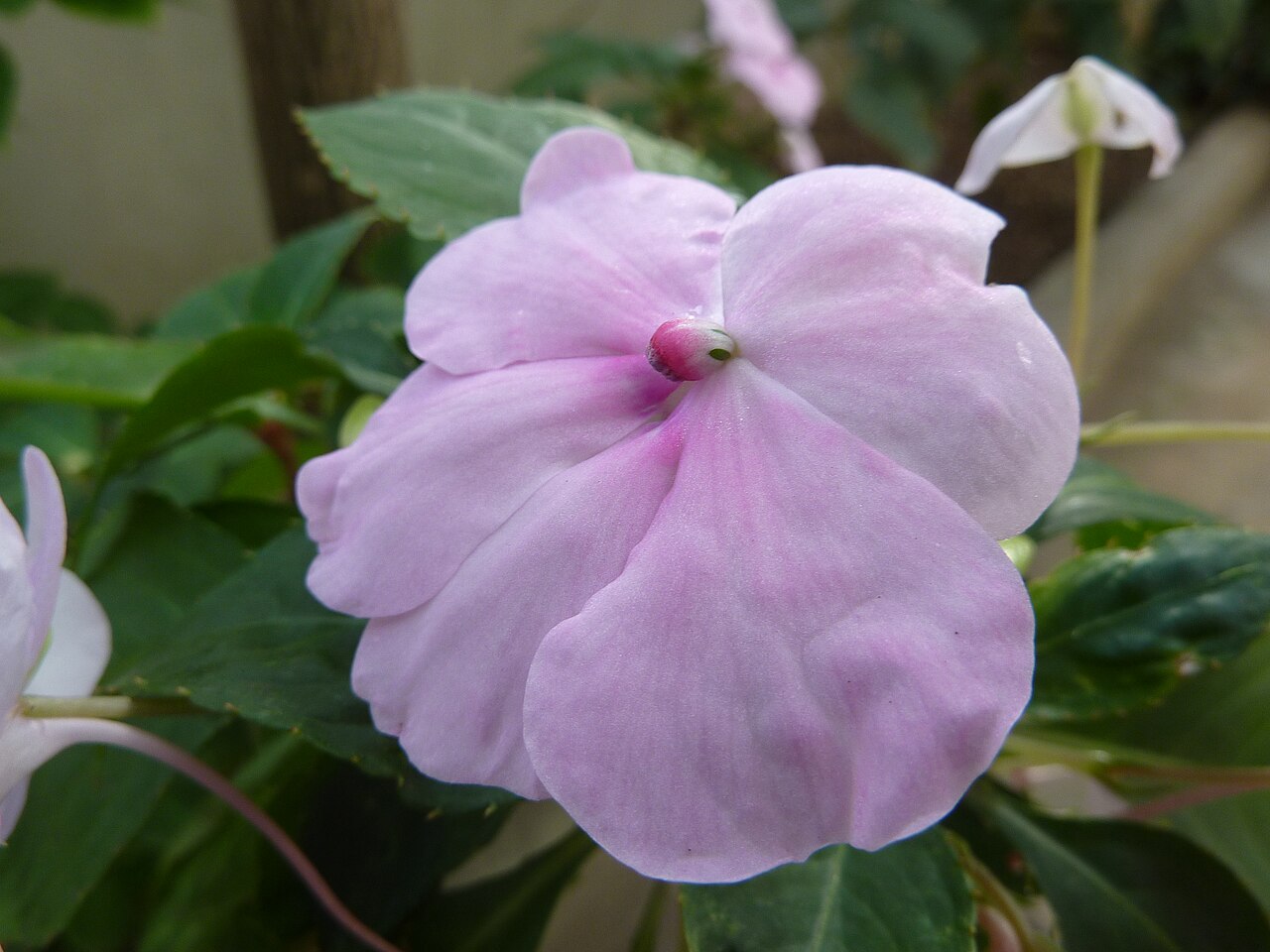 Seychelles bizzie lizzie: Taken in the Cambridge University Botanic Garden .